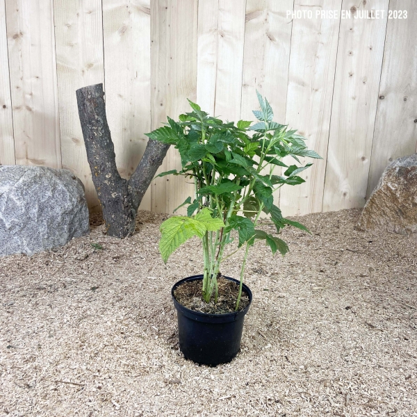Rubus Idaeus Autumn Bliss ® Cont 3 L Touffe