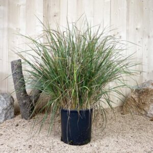 Calamagrostis Karl Foerster Cont 10 L Touffe