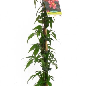 Clematis Montana Broughton Star Cont 3 L 90/120