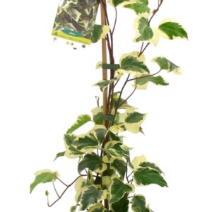 Hedera Colchica Gloire De Marengo Cont 3 L 90/120
