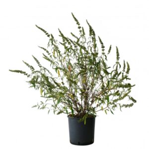 Buddleia Davidii White Bouquet Cont 10 L 60/80