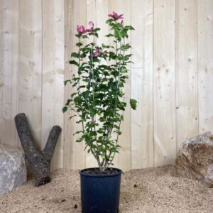 Hibiscus Syriacus Woodbridge Cont 10 L 80/100
