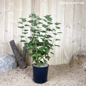 Ribes Sanguineum King Edward VII Cont 10 L 80/100