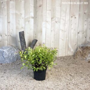 Spiraea Japonica Golden Princess Cont 3 L 20/30