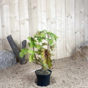 Hydrangea Quercifolia Cont 3 L 40/60