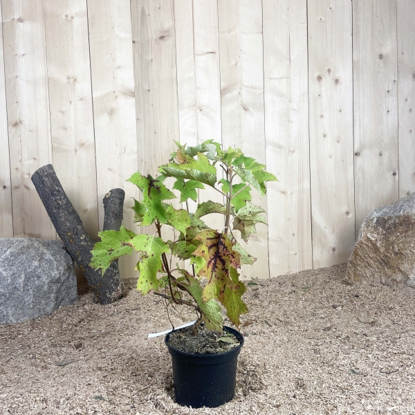 Hydrangea Quercifolia Cont 3 L 40/60