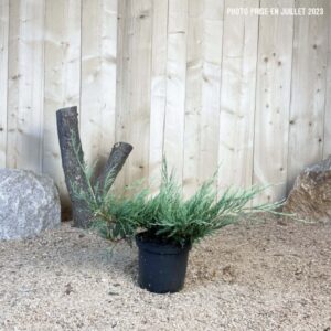 Juniperus Horizontalis Hughes Cont 3 L 30/40
