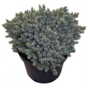 Juniperus Squamata Blue Star Cont 3 L 30/40