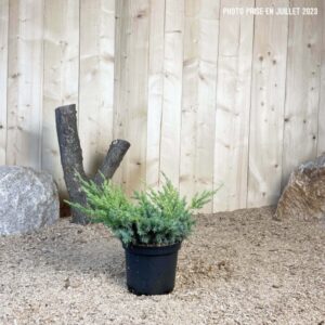 Juniperus Squamata Blue Swede Cont 3 L 30/40