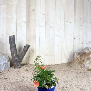 Rosa Isalia ® Cont bleu 2 L Touffe / Avec PLV