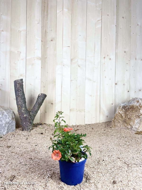 Rosa Isalia ® Cont bleu 2 L Touffe / Avec PLV