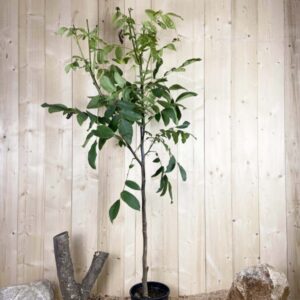 Juglans Regia Cont 10 L 1/2 Tige 6/8