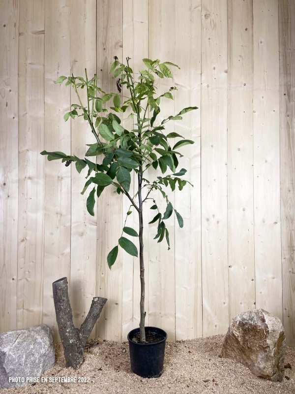 Juglans Regia Cont 10 L 1/2 Tige 6/8