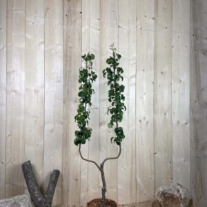 Pyrus Domestica Beurre Hardy Cont 10 L déco Simple U