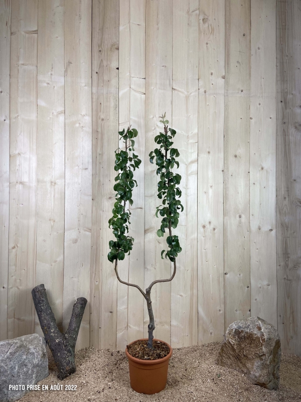 Pyrus Domestica Beurre Hardy Cont 10 L déco Simple U