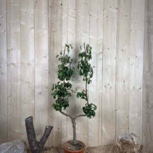 Pyrus Domestica Conference Cont 10 L déco Simple U