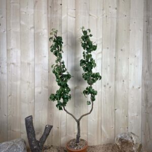 Pyrus Domestica Doyenne Du Comice Cont 10 L déco Simple U