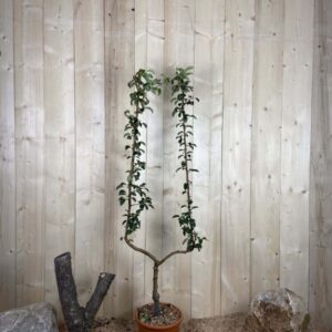 Pyrus Domestica William's Jaune Cont 10 L déco Simple U