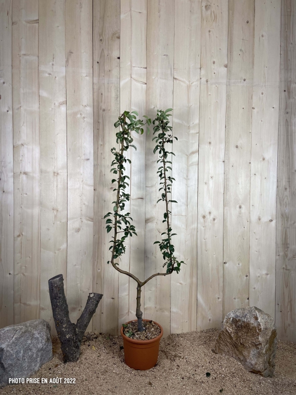 Pyrus Domestica William's Jaune Cont 10 L déco Simple U