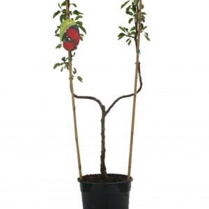 Malus Domestica Cox Orange Cont 10 L déco Simple U