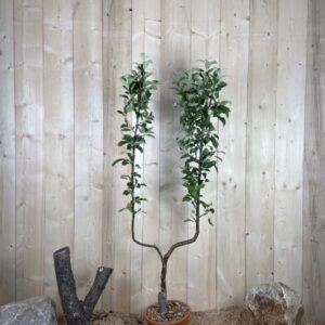 Malus Domestica Elstar Cont 10 L déco Simple U