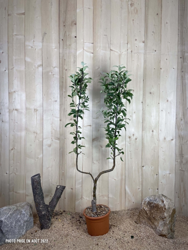 Malus Domestica Elstar Cont 10 L déco Simple U