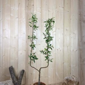 Malus Domestica Golden Delicious Cont 10 L déco Simple U