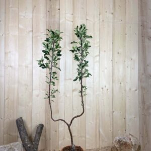 Malus Domestica Melrose Cont 10 L déco Simple U