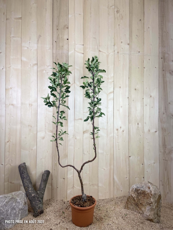 Malus Domestica Melrose Cont 10 L déco Simple U
