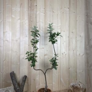 Malus Domestica Reine Des Reinettes Cont 10 L Déco Simple U