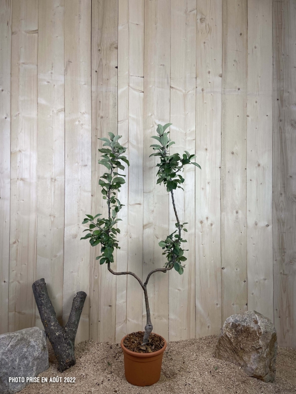 Malus Domestica Reine Des Reinettes Cont 10 L Déco Simple U
