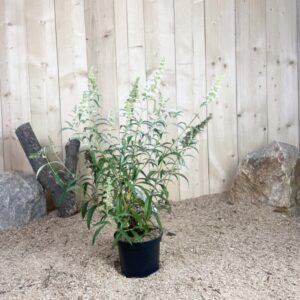 Buddleia Davidii White Profusion Cont 3 L 40/60