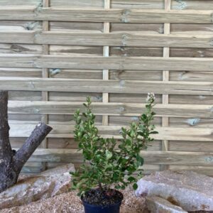 Escallonia Iveyi Cont 3 L 40/60