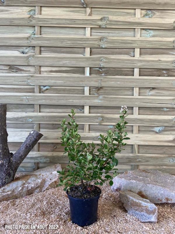 Escallonia Iveyi Cont 3 L 40/60