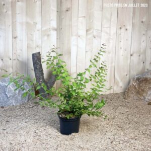 Kolkwitzia Amabilis Pink Cloud Cont 3 L 40/60