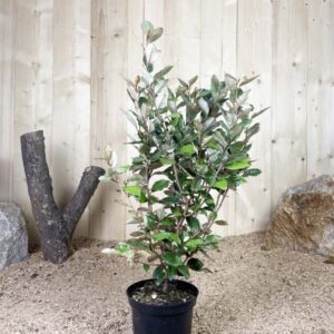 Elaeagnus Ebbingei Compacta Cont 3 L 40/60