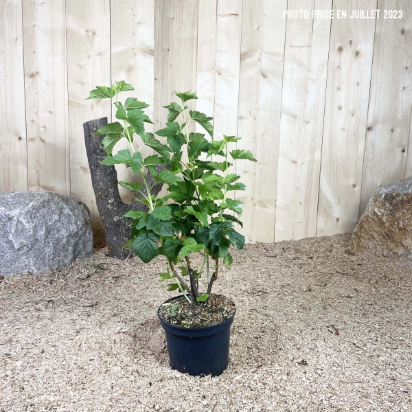 Ribes Nigrum Andega Cont 3 L Touffe