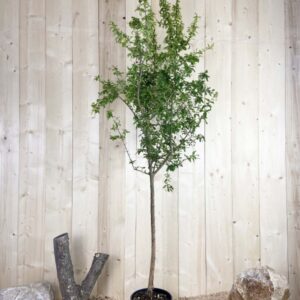 Punica Granatum Cont 10 L 1/2 Tige 6/8