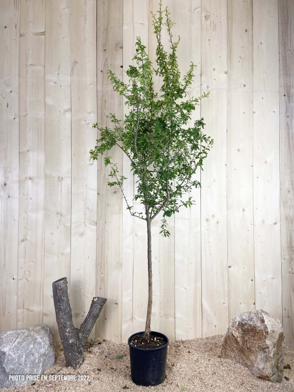 Punica Granatum Cont 10 L 1/2 Tige 6/8