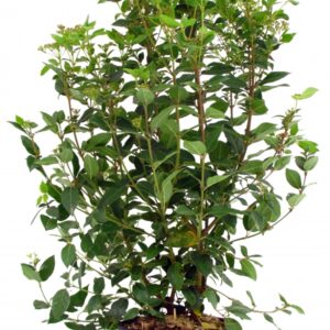 Viburnum Tinus Cont 10 L 80/100