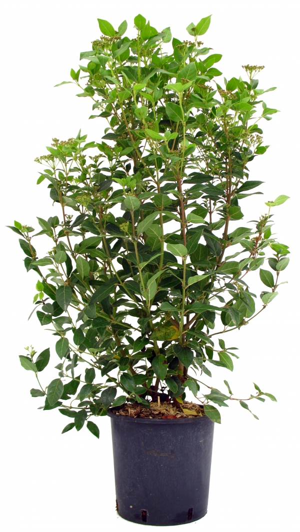 Viburnum Tinus Cont 10 L 80/100