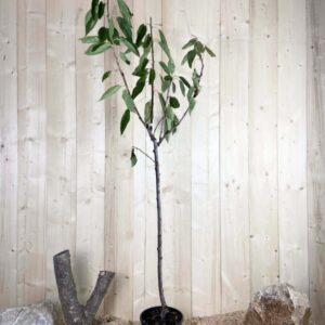 Prunus Avium Summit Cont 10 L 1/2 Tige 6/8