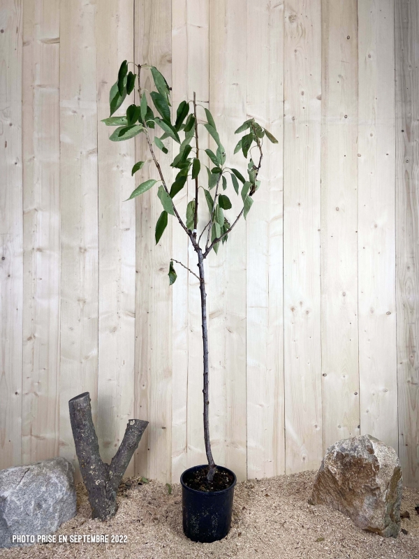 Prunus Avium Summit Cont 10 L 1/2 Tige 6/8