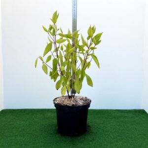 Deutzia Perle Rose Cont 3 L 30/40