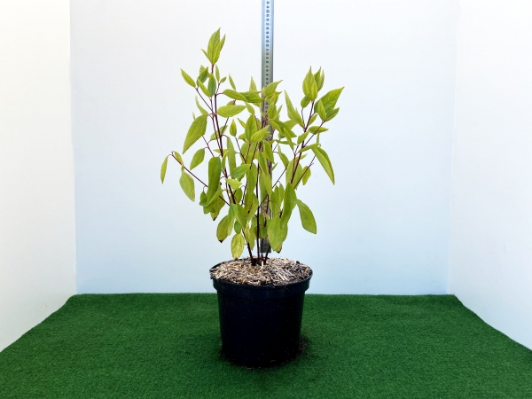 Deutzia Perle Rose Cont 3 L 30/40
