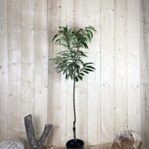 Castanea Sativa de Semis Cont 10 L 1/2 Tige 6/8