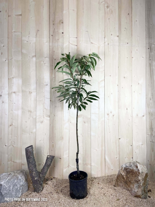 Castanea Sativa de Semis Cont 10 L 1/2 Tige 6/8