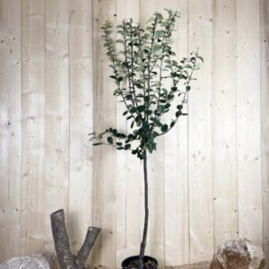 Cydonia Oblonga Géant De Vranja Cont 10 L 1/2 Tige 6/8