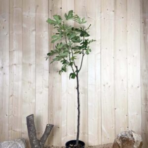 Ficus Carica Goutte De Miel Cont 10 L 1/2 Tige 6/8