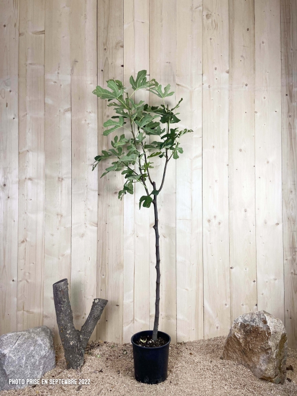 Ficus Carica Goutte De Miel Cont 10 L 1/2 Tige 6/8